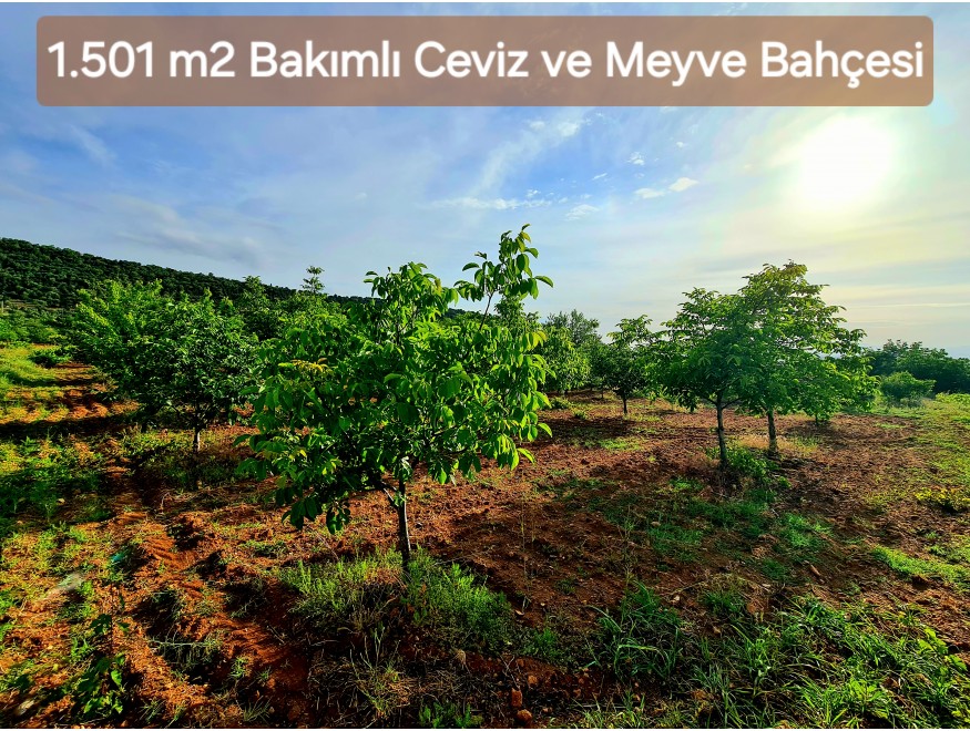 Uşak Karahallı Kavaklı Köyü İçinde 1.501 m2 Bakımlı Harika Ceviz ve Meyve Bahçesi. İlan Açıklamasını Okuyarak Arayınız.