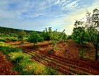 Uşak Karahallı Kavaklı Köyü İçinde 1.501 m2 Bakımlı Harika Ceviz ve Meyve Bahçesi. İlan Açıklamasını Okuyarak Arayınız.