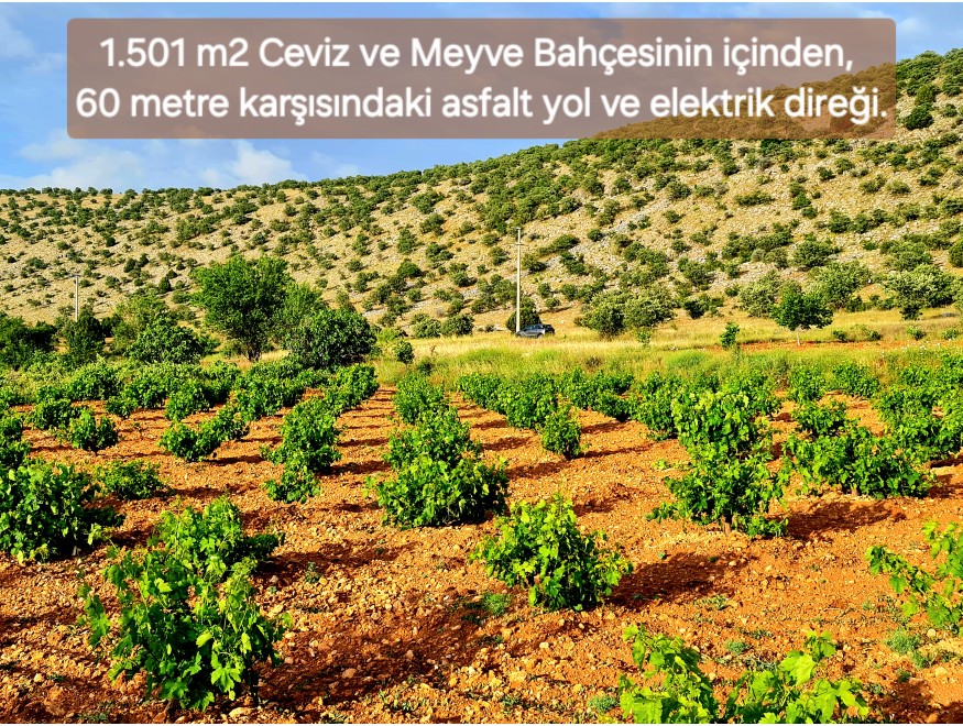 Uşak Karahallı Kavaklı Köyü İçinde 1.501 m2 Bakımlı Harika Ceviz ve Meyve Bahçesi. İlan Açıklamasını Okuyarak Arayınız.