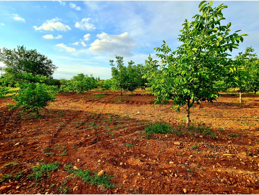 Uşak Karahallı Kavaklı Köyü İçinde 1.501 m2 Bakımlı Harika Ceviz ve Meyve Bahçesi. İlan Açıklamasını Okuyarak Arayınız.