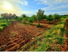 Uşak Karahallı Kavaklı Köyü İçinde 1.501 m2 Bakımlı Harika Ceviz ve Meyve Bahçesi. İlan Açıklamasını Okuyarak Arayınız.