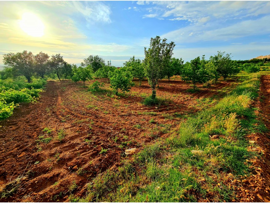 Uşak Karahallı Kavaklı Köyü İçinde 1.501 m2 Bakımlı Harika Ceviz ve Meyve Bahçesi. İlan Açıklamasını Okuyarak Arayınız.