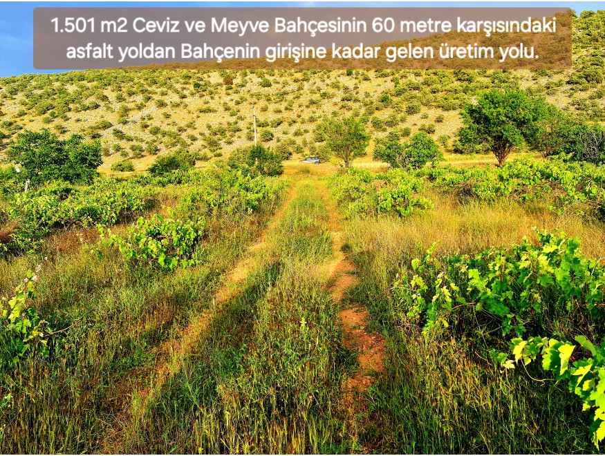 Uşak Karahallı Kavaklı Köyü İçinde 1.501 m2 Bakımlı Harika Ceviz ve Meyve Bahçesi. İlan Açıklamasını Okuyarak Arayınız.